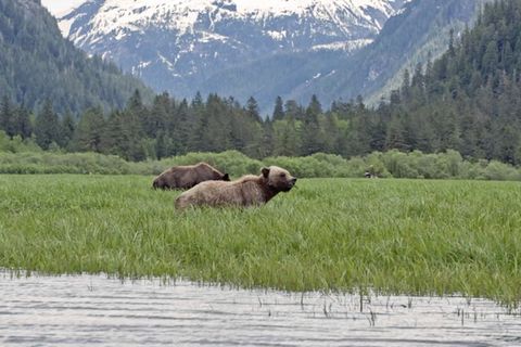 Lustiges Video: Ein Grizzlybär kugelt einen Hügel hinab