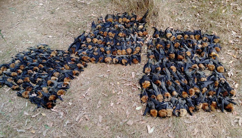 Hitzewelle in Australien: Tausende Fledermäuse und Flughunde sterben ...