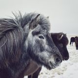 Isländische Pferde