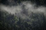 Wald, Bayrischzell