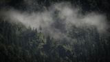 Wald, Bayrischzell
