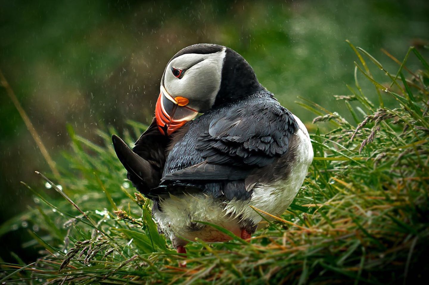 Papageientaucher