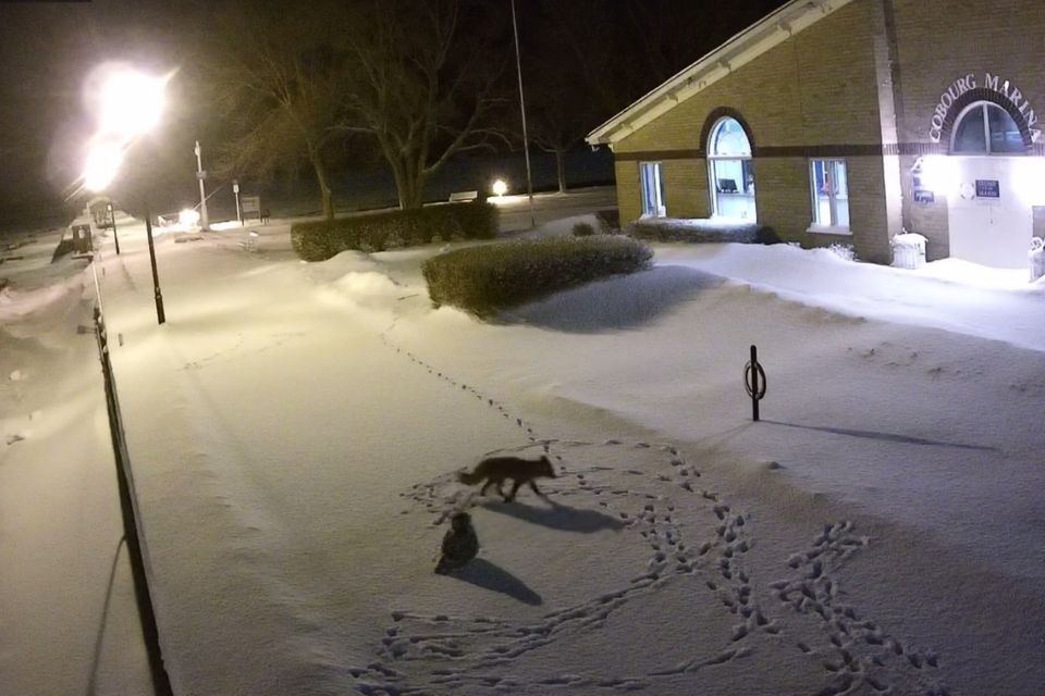 Fuchs und Schneeeule in Cobourg