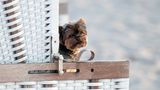 Urlaub mit Hund