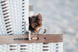 Urlaub mit Hund