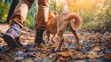 Wandern mit Hund in Belgien