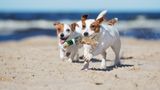 Zwei Hunde am Strand von Holland