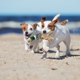 Zwei Hunde am Strand von Holland