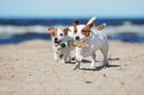 Zwei Hunde am Strand von Holland
