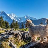 Hund in der Schweiz
