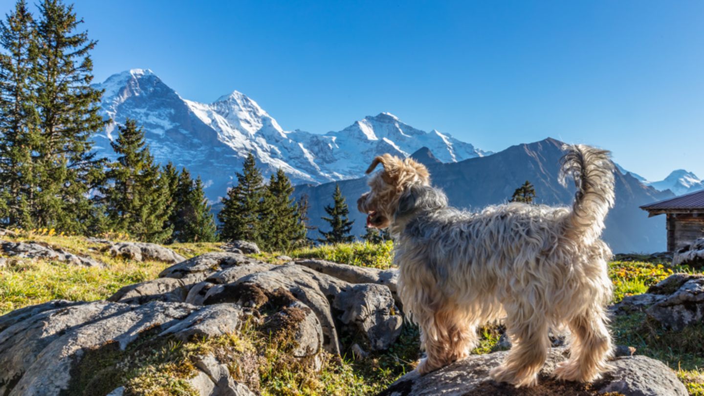 pegefinger foder horisont Urlaub mit Hund: Die besten Reiseziele in Europa - [GEO]