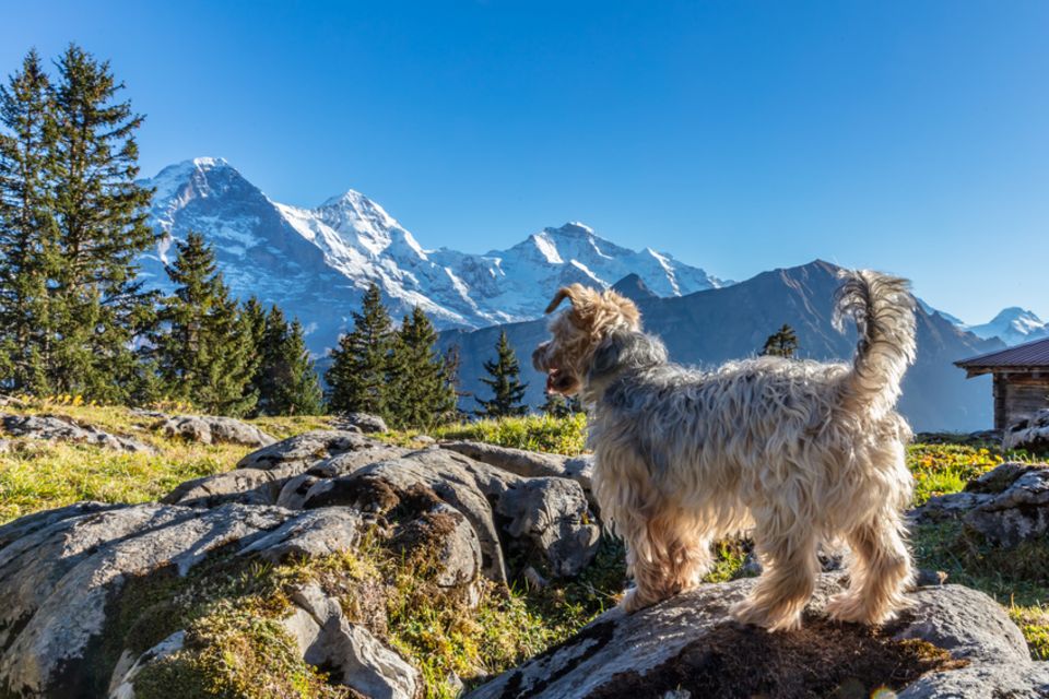 Hund in der Schweiz