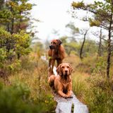Hunde in Schweden