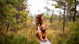 Hunde in Schweden