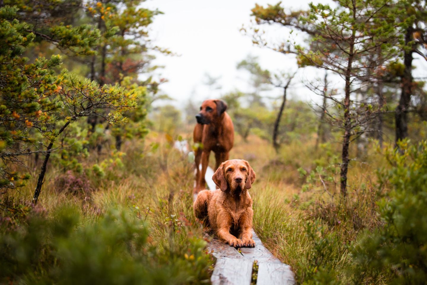 Hunde in Schweden
