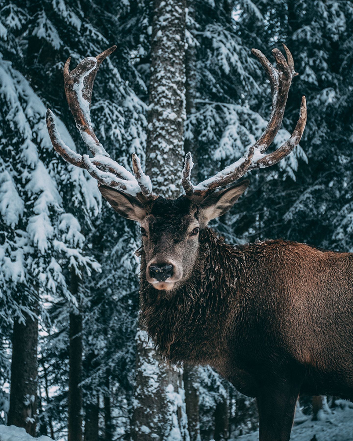 Hirsch mit Schnee im Geweih