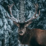 Hirsch mit Schnee im Geweih