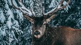 Hirsch mit Schnee im Geweih