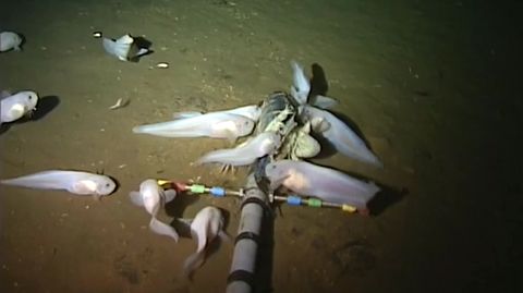 Marianengraben: Forscher entdecken neue Art beim tiefsten Fischzug der ...