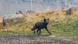 Polarfuchs auf Island