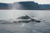 Wale in den Westfjorden Islands