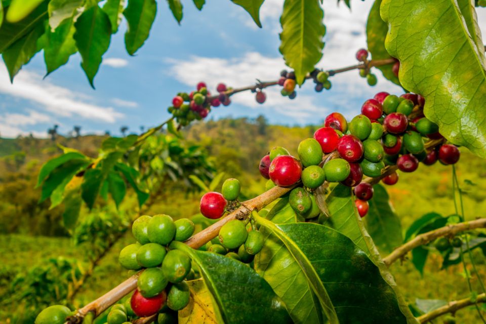 Kaffeeplantage, Kolumbien