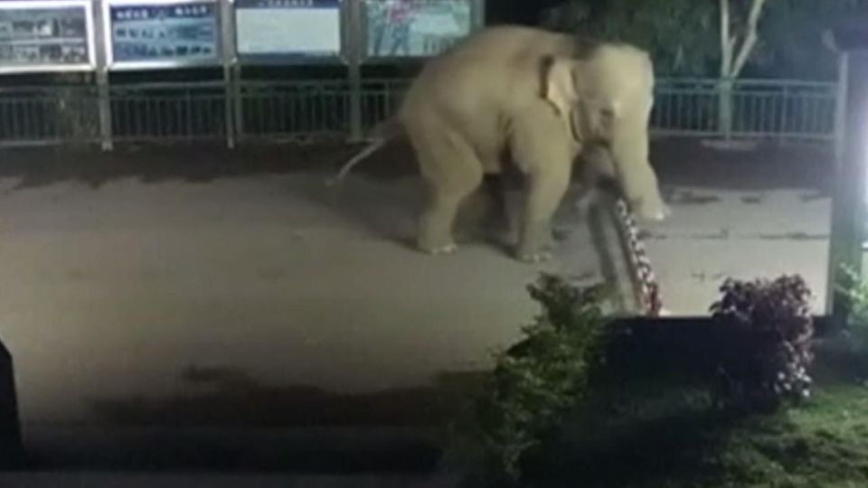 Elefant überquert Grenze