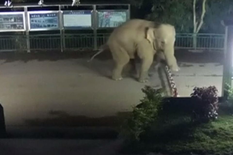 Elefant überquert Grenze