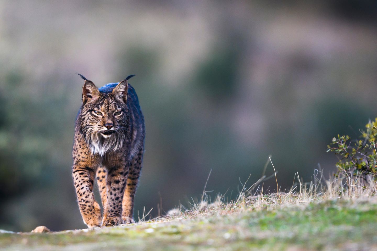 Pardelluchs