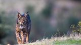 Pardelluchs