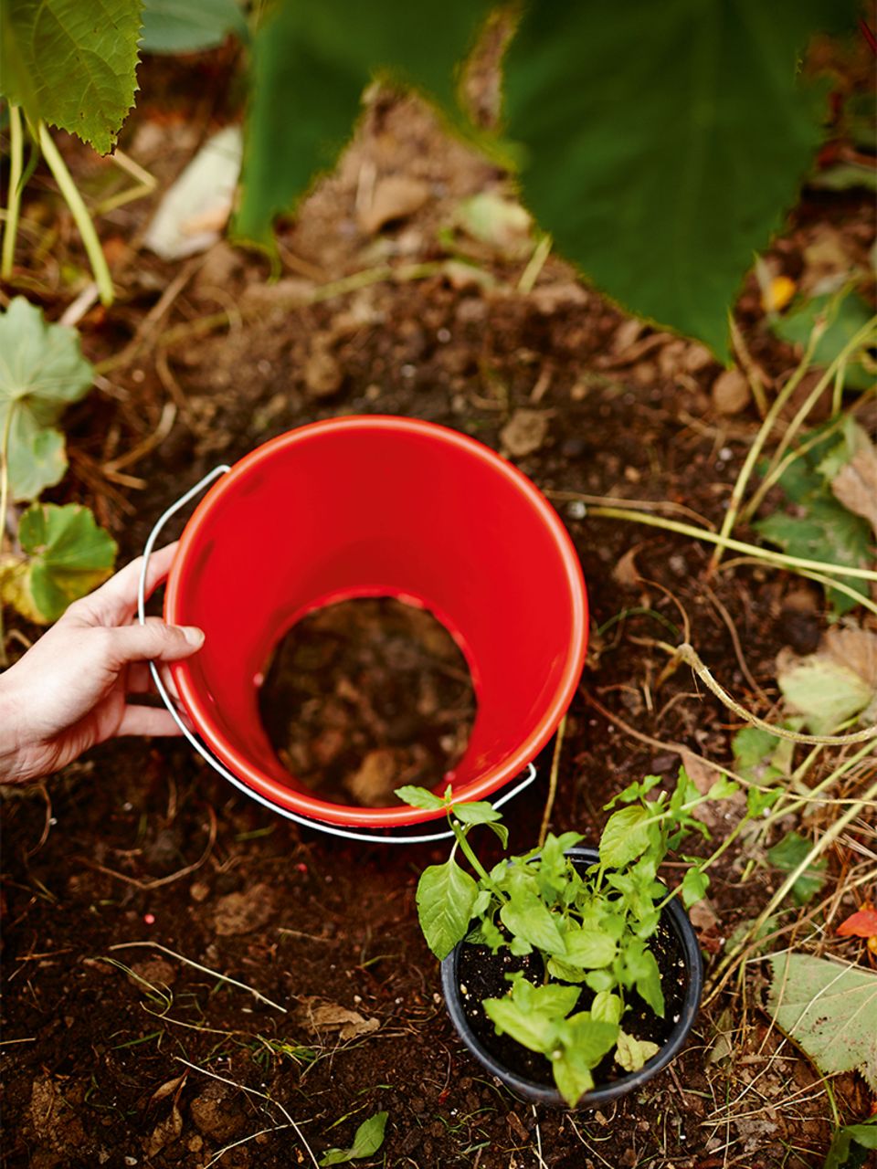 Wurzelsperre - [GEO]