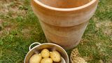 Kartoffelwasser