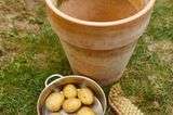 Kartoffelwasser