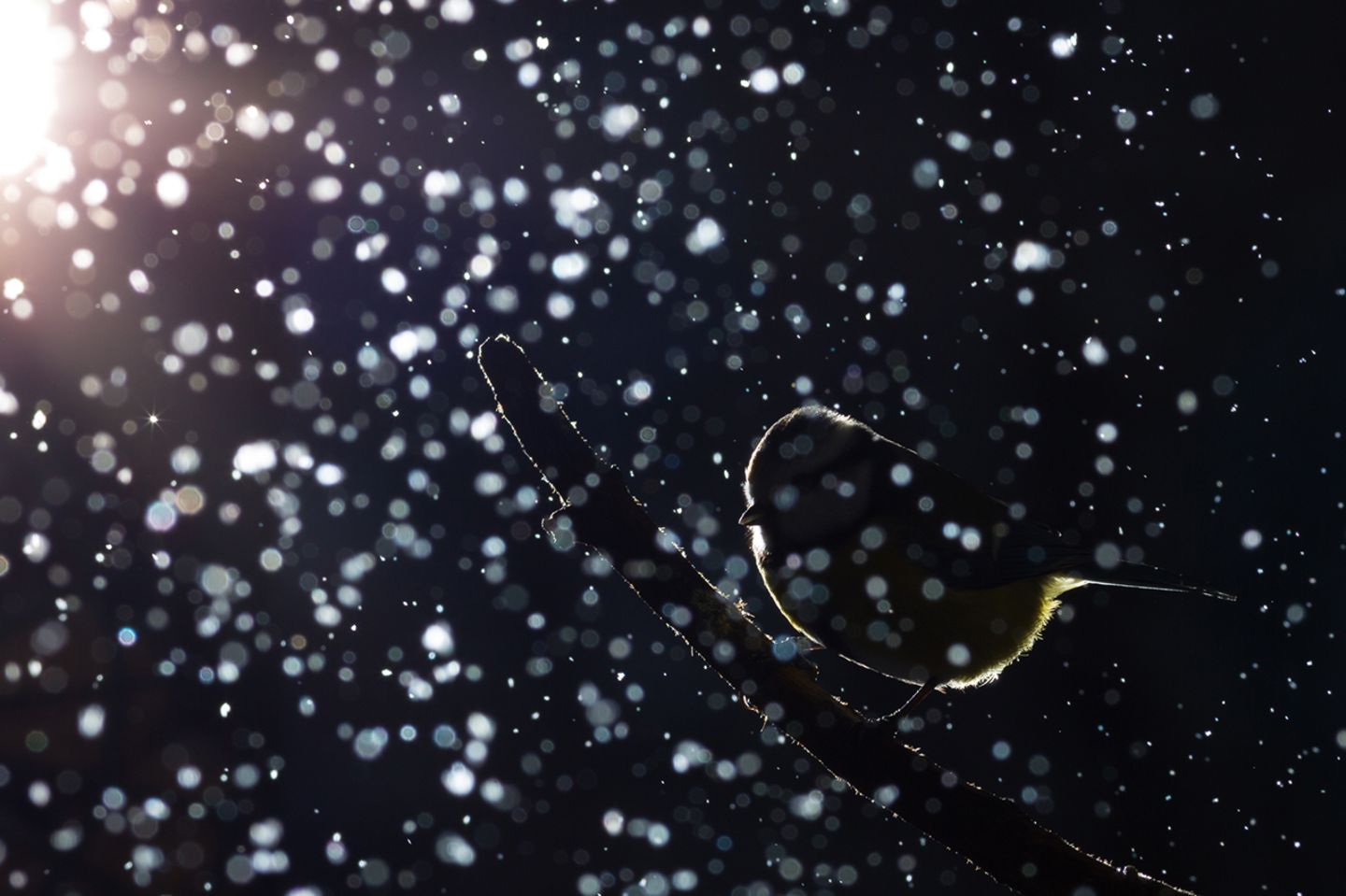 Blaumeise im Schnee