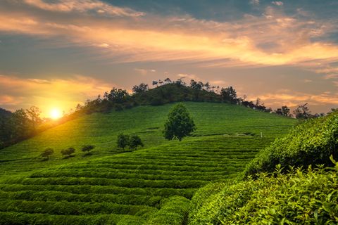 Boseong Green Tea Field, Südkorea
