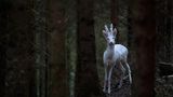 Albino Rehbock