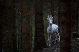 Albino Rehbock