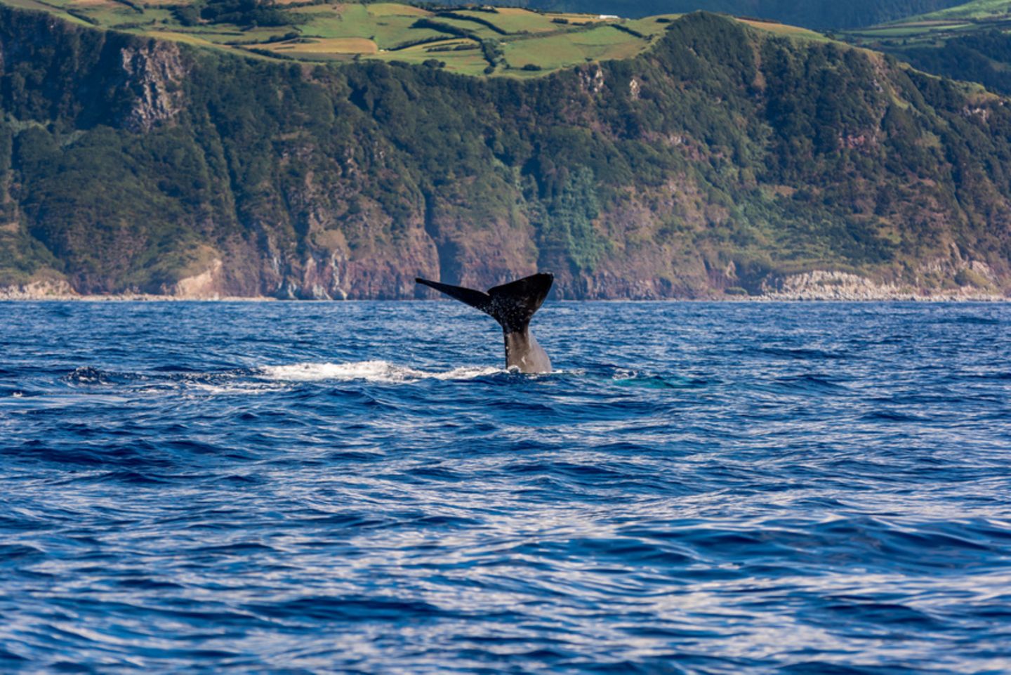 Wale beobachten, Azoren