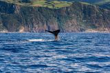 Wale beobachten, Azoren