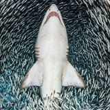 Tanya Houppermans/UPY 2018