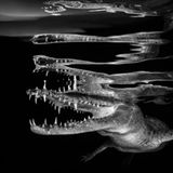 Borut Furlan/UPY 2018