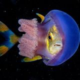 Scott Gutsy Tuason/UPY 2018