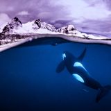 Tobias Friedrich/UPY 2018