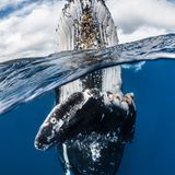 Greg Lecoeur/UPY 2018