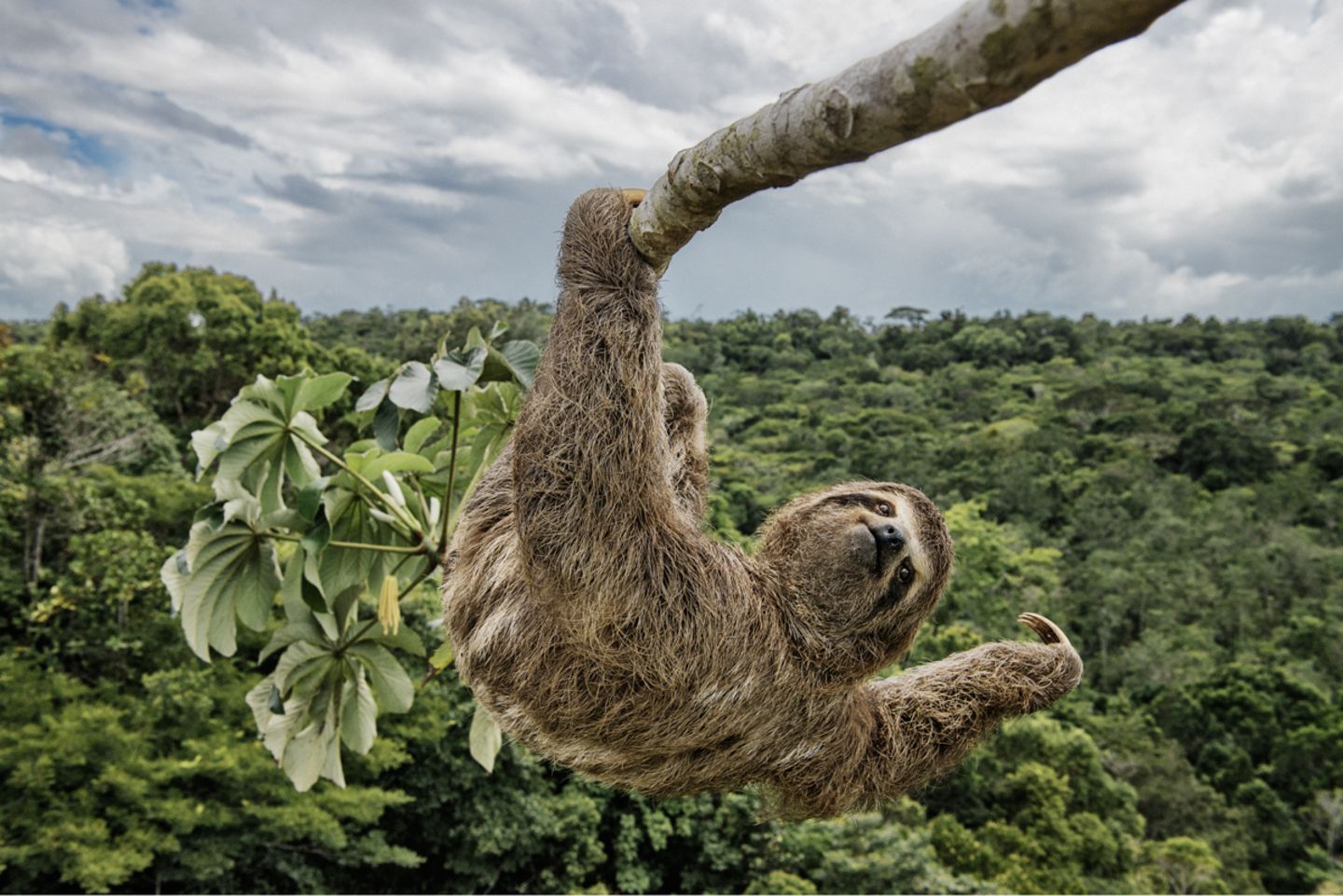 Luciano Candisani/Wildlife Photographer of the Year
