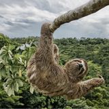 Luciano Candisani/Wildlife Photographer of the Year