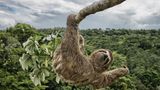 Luciano Candisani/Wildlife Photographer of the Year