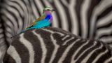 Lakshitha Karunarathna/Wildlife Photographer of the Year