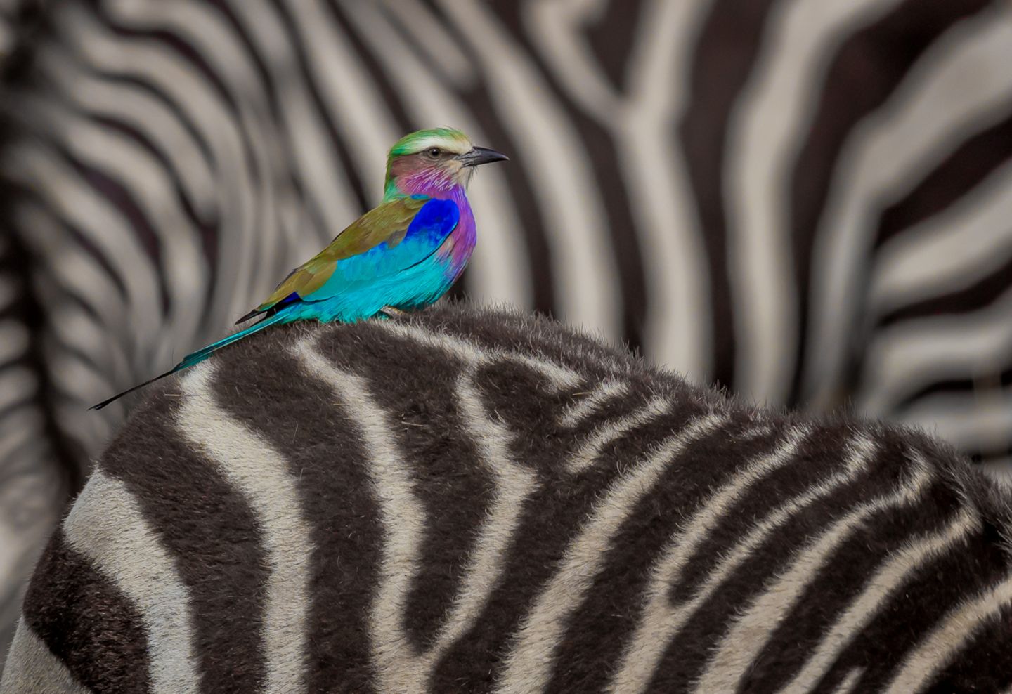 Gabelracke Lakshitha Karunarathna/Wildlife Photographer of the Year