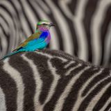 Lakshitha Karunarathna/Wildlife Photographer of the Year